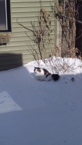 Chat québécois s'efforçant à la discrétion dans son jardin enneigé , mais néanmoins surpris par son propriétaire....