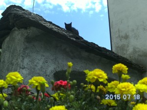le chat noir perché sur le toit d'ardoise d'un petit village près du Lac Majeur